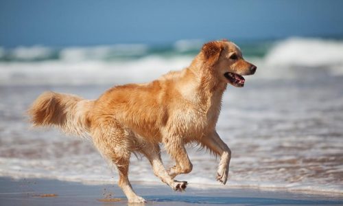 Les espaces dédiés aux chiens