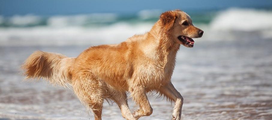 Les espaces dédiés aux chiens