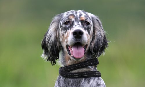 Chiens perdus ou trouvés