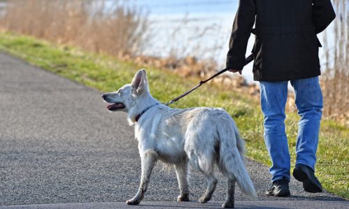 Vivre en ville avec les animaux