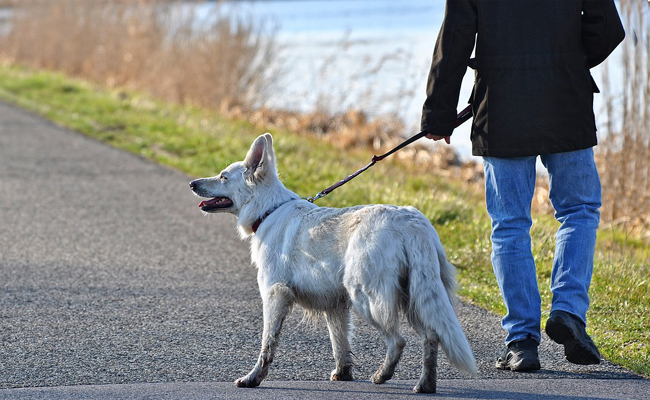 Vivre en ville avec les animaux