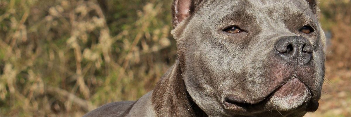 Déclaration de chiens dangereux