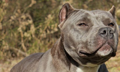 Déclaration de chiens dangereux