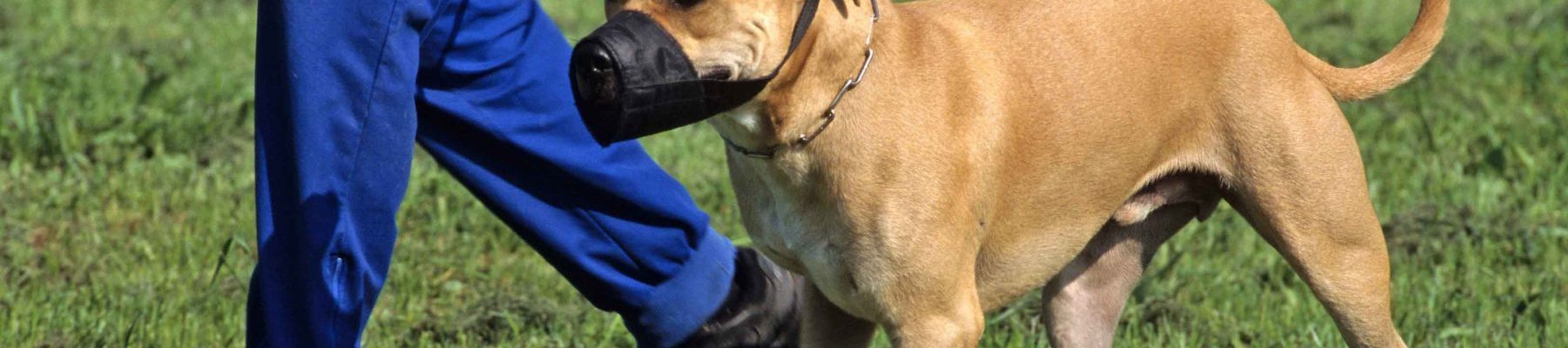 Les chiens dangereux