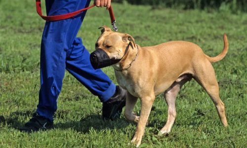 Les chiens dangereux