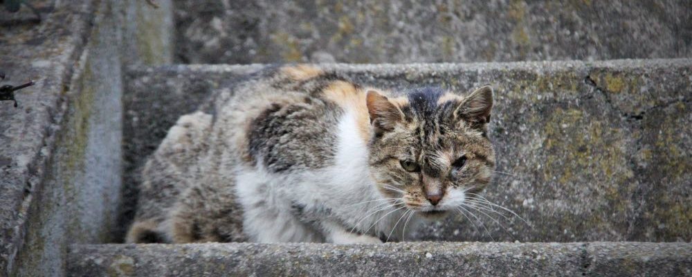 Les chats errants