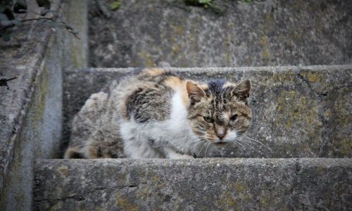 Les chats errants