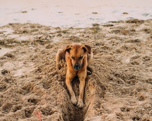 Animaux sur la plage - Villers-sur-mer