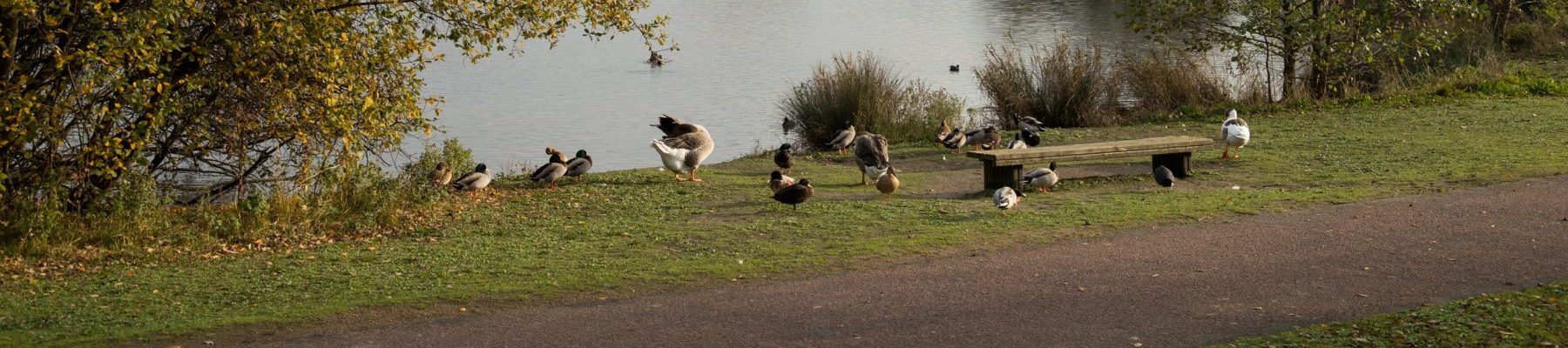 Environnement et bien-être