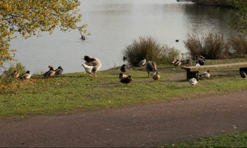 Environnement et bien-être