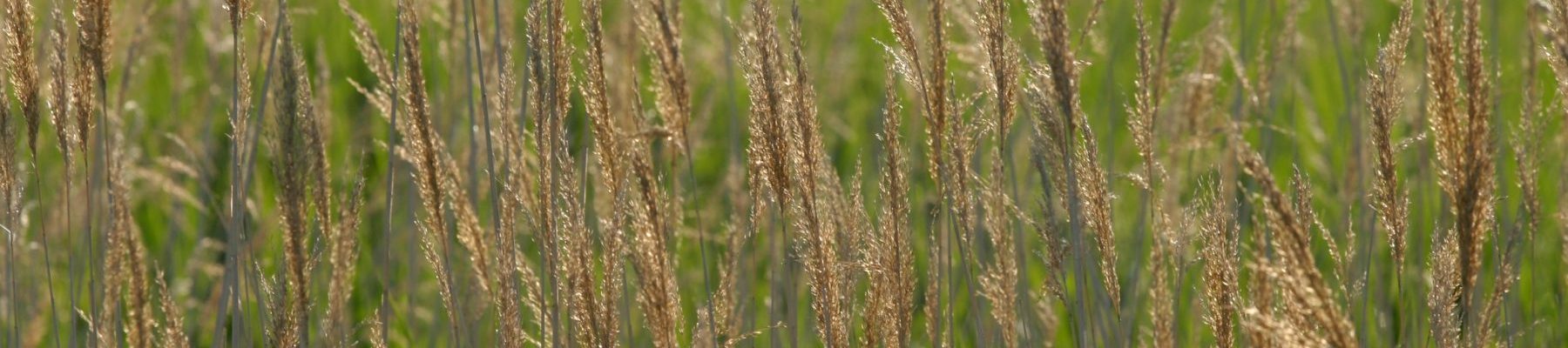 Patrimoine naturel et biodiversité