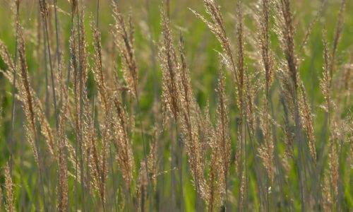 Patrimoine naturel et biodiversité