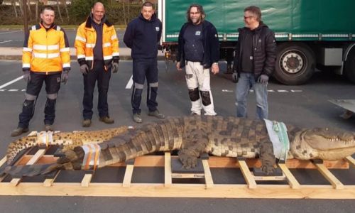 PALÉOSPACE : Découverte d’un crocodile dans le Marais de Villers-sur-Mer !