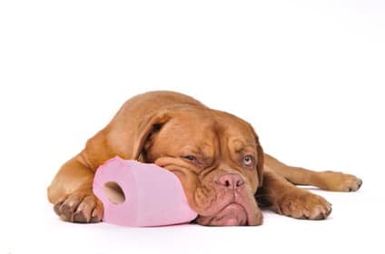 PROPRETÉ : la gestion des déjections canines