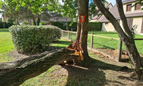 LA MAIRIE A VOTRE SERVICE : intervention en urgence de nos services suite à la chute d’un arbre