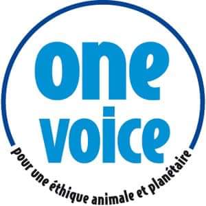 ANIMAUX : Villers-sur-Mer sélectionnée par l’organisation « One Voice » pour l’installation d’un Chatipi (abris pour chats errants) dans notre Commune