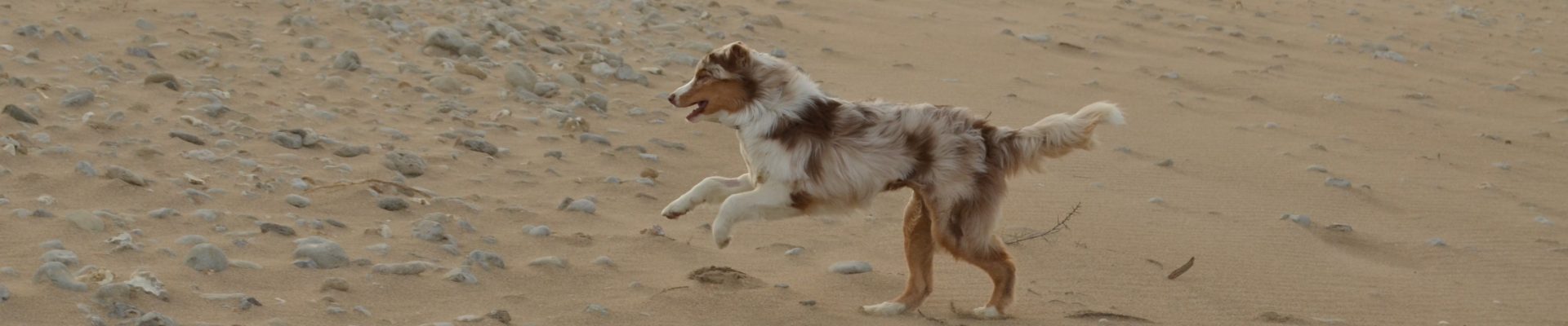 Les animaux sur la plage