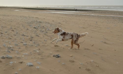 Les animaux sur la plage