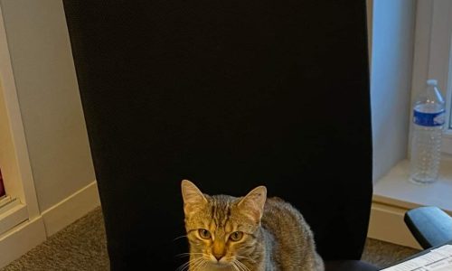 SYBELLE : encore une grosse journée de travail à la Mairie !