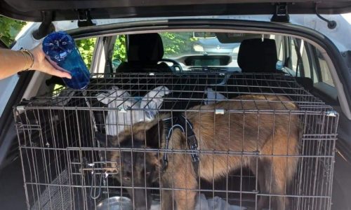ANIMAUX : intervention de notre police municipale ce matin pour extraire un chien laissé dans une voiture en plein soleil