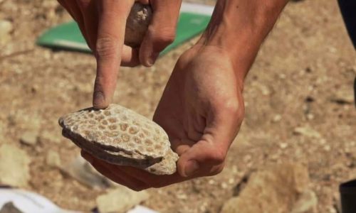 PALÉOSPACE : exprimez-vous sur la création de réserve naturelle ! C’est important !