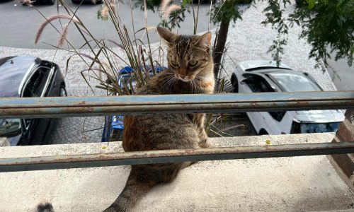 SYBELLE EN ACTION : en position surveillance de la place de la Mairie