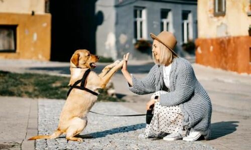 ANIMAUX : les conditions météorologiques vont rendre la vie des animaux plus dure. Rappel de notre Charte pour le respect de la vie animale à Villers