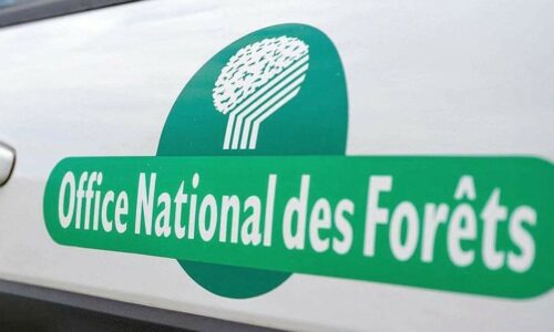 ENVIRONNEMENT : la Mairie diligente un audit des arbres du Parc San Carlo auprès de l’Office National des Forêts