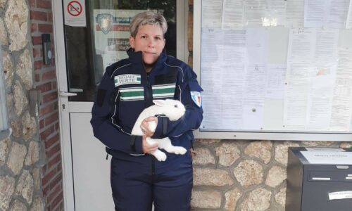 ANIMAUX : un lapin jeté dans une poubelle rue du Lieutenant Fanneau