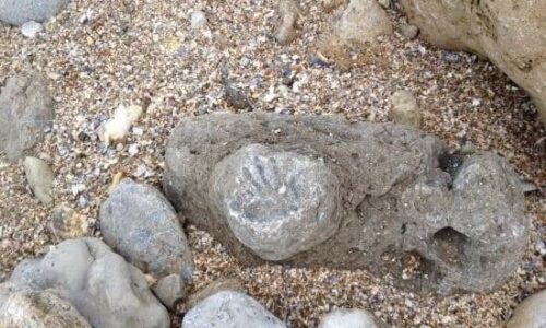 COMMUNICATION DE LA MAIRIE : projet d’interdiction du ramassage des fossiles sur la plage. Nous suivons ce dossier de près !
