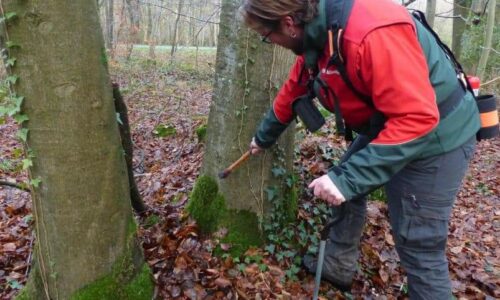 ENVIRONNEMENT : nous étudions nos arbres pour mieux les soigner, grâce a l’intervention de l’Office National des Forêts (ONF)