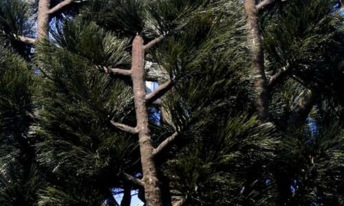 TELEPHONIE MOBILE : l’arbre-antenne sera installé au mois de mars