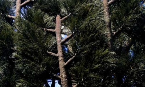 TELEPHONIE MOBILE : l’arbre-antenne sera installé au mois de mars