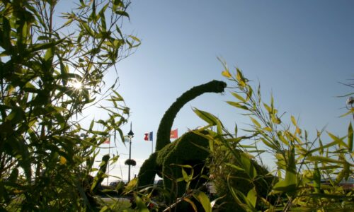 Cette semaine la photo du lundi nous transporte à l’ère du jurassique avec l’emblème de Villers-sur-Mer : le dinosaure végétal.