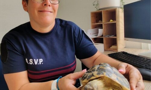Une tortue découverte dans les rues de Villers-sur-Mer
