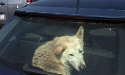 Prévention | Ne laissez pas votre chien dans la voiture !