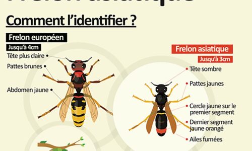 Prévention | Attention aux frelons asiatiques