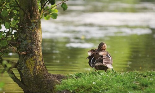 Enquête | Participez à la préservation de la biodiversité du territoire