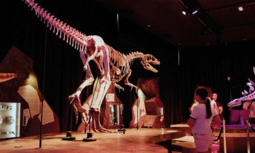 Musée | Le Paléospace ouvre ses portes gratuitement aux écoles villersoises