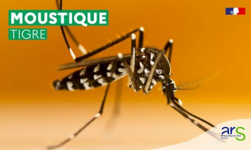 Prévention | Vigilance Moustique Tigre