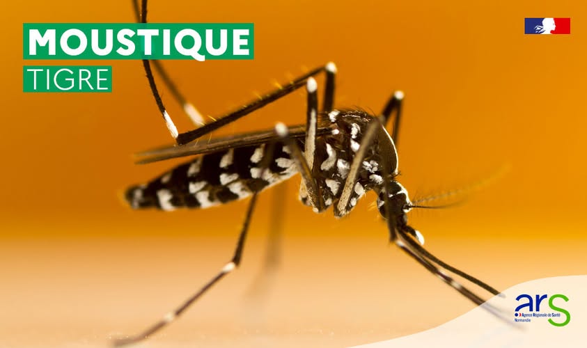 https://www.villers-sur-mer.fr/wp-content/uploads/2025/06/aa-moustique.jpg