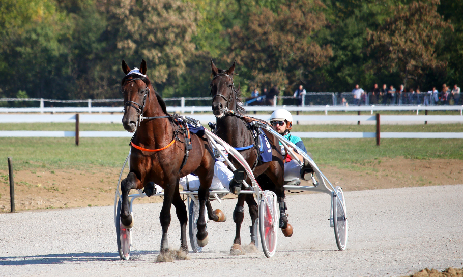 Sport | Journée gratuite à l’hippodrome de Clairefontaine