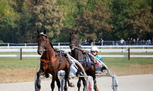 Sport | Journée gratuite à l’hippodrome de Clairefontaine