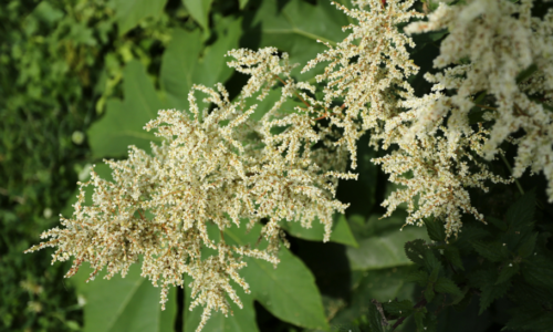Cadre de vie | La renouée du Japon : une plante invasive à surveiller