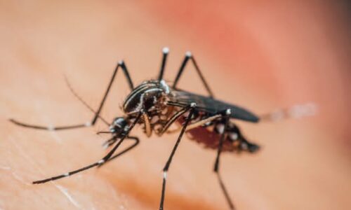 Prévention | Moustiques : agir ensemble pour un été serein