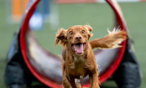 Le CCAS vous propose | Une séance de sport en douceur avec son chien, pour les seniors