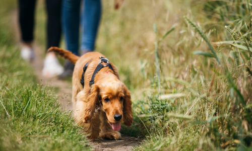 Le CCAS vous propose | À pas de chiens & Traits de crayons
