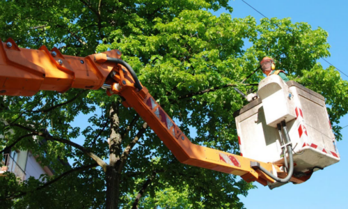 Travaux | Élagage : perturbations à prévoir du 28 septembre au 7 octobre